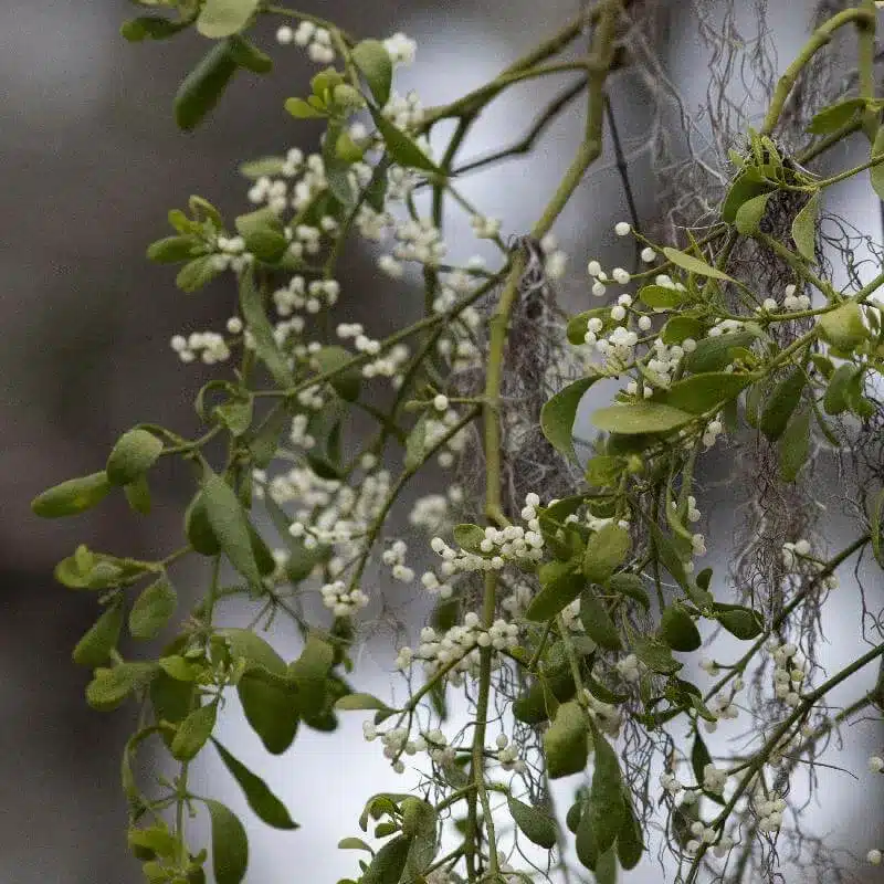 Mistletoe Mistletoe