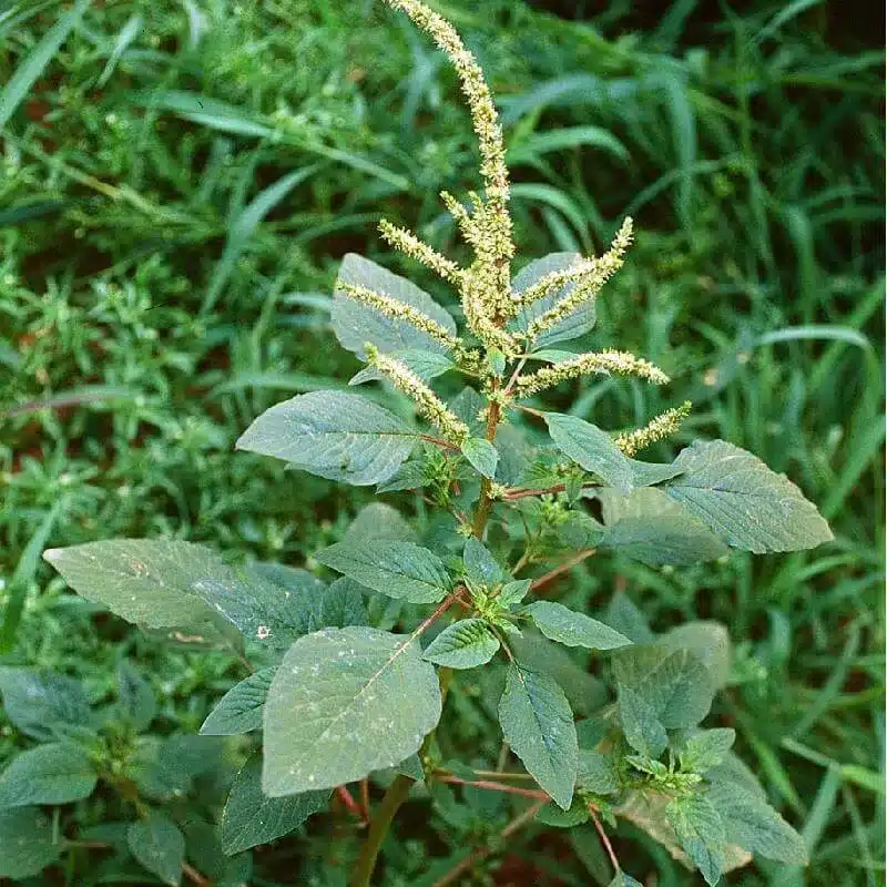 Pigweed Pigweed