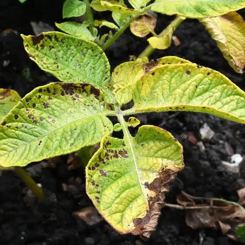 Potato Early Blight Potato Early Blight