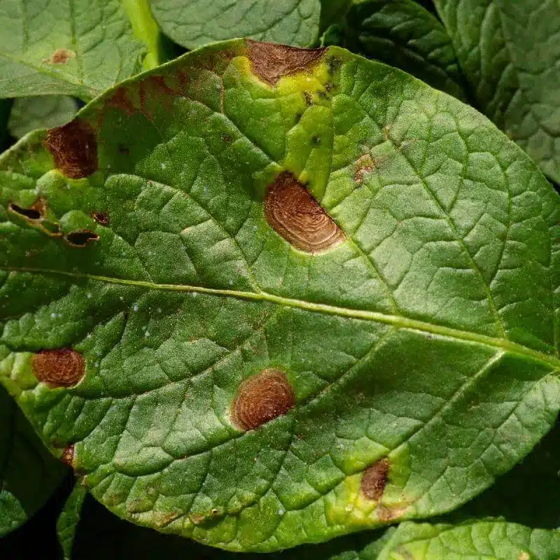 Potato Late Blight Potato Late Blight