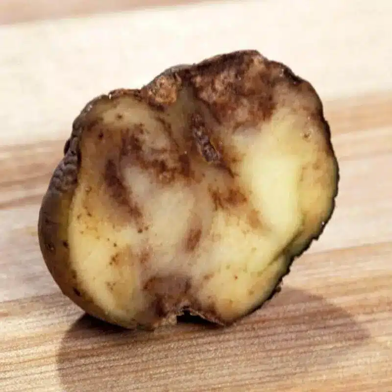 Potato Wilt Disease Potato Wilt Disease