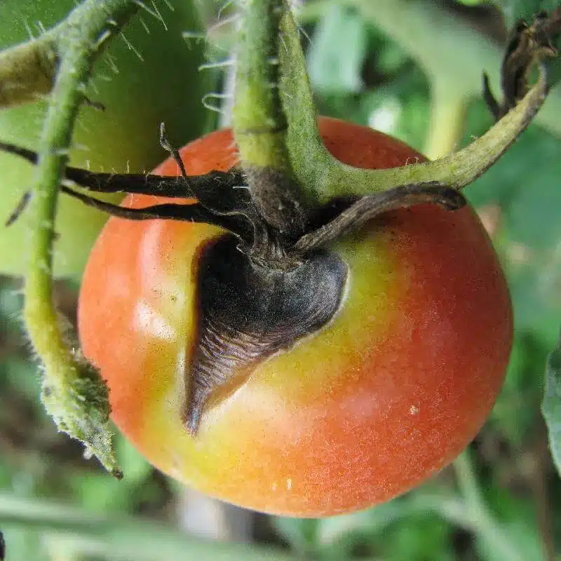 Tomato Gray Mold Tomato Gray Mold