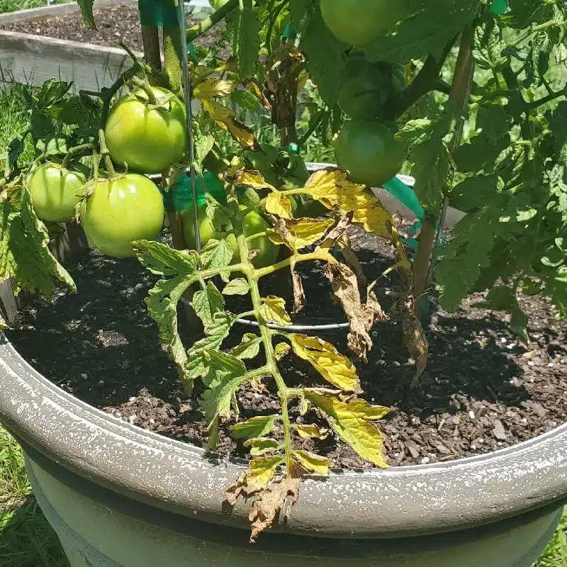 Tomato Leaf Spot Tomato Leaf Spot