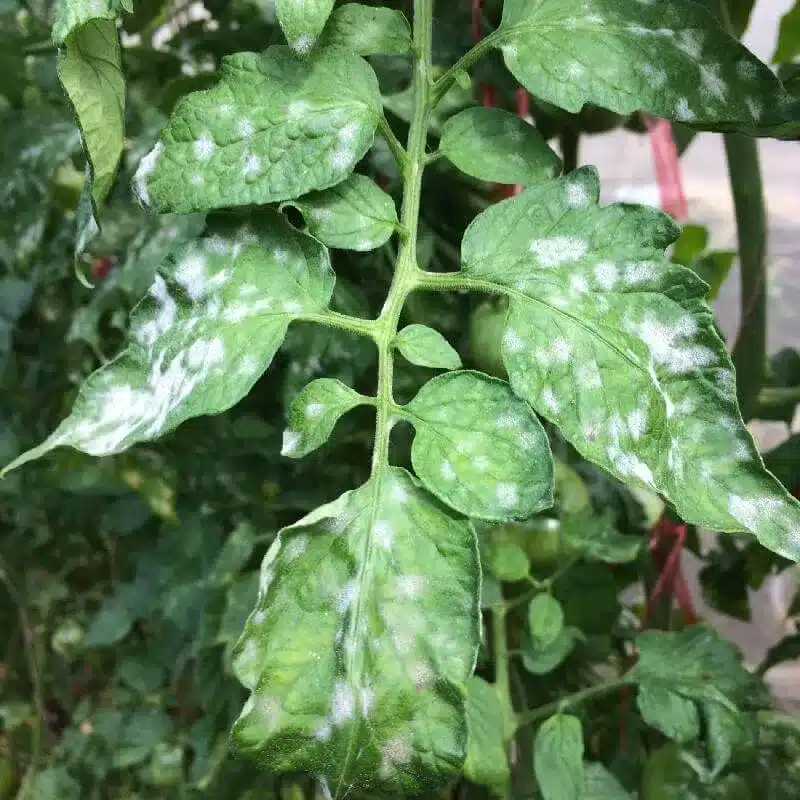 Tomato Powdery Mildew Tomato Powdery Mildew