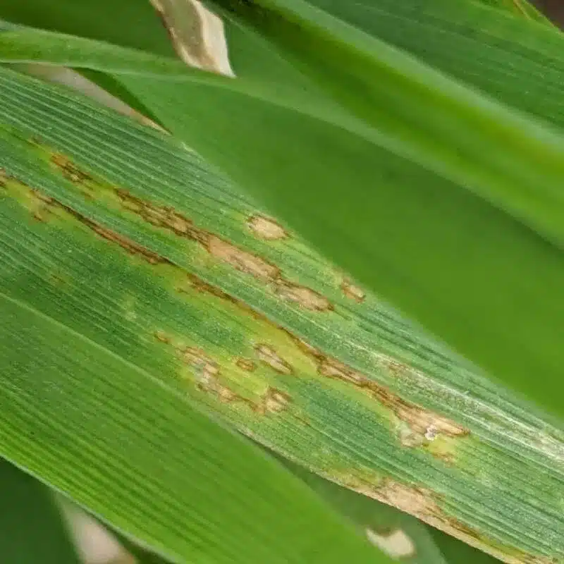 Wheat Leaf Spot Wheat Leaf Spot