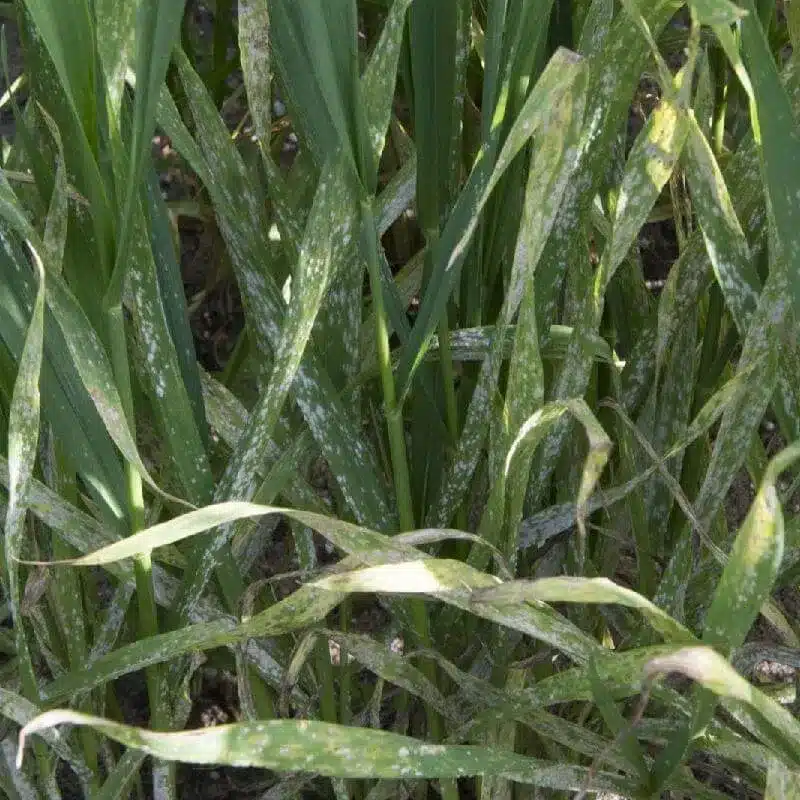 Wheat Powdery Mildew Wheat Powdery Mildew