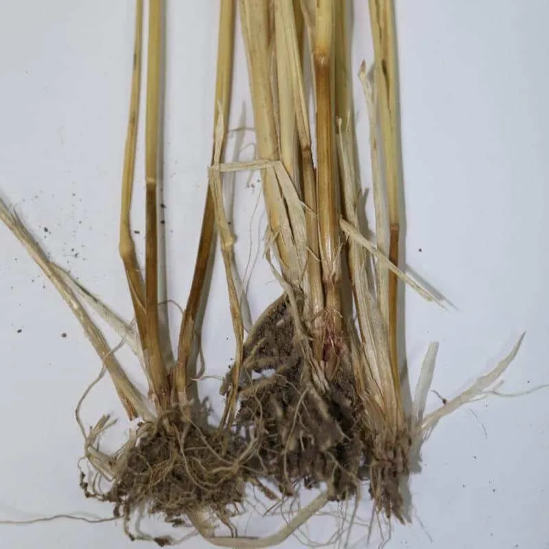Wheat Root Rot Wheat Root Rot
