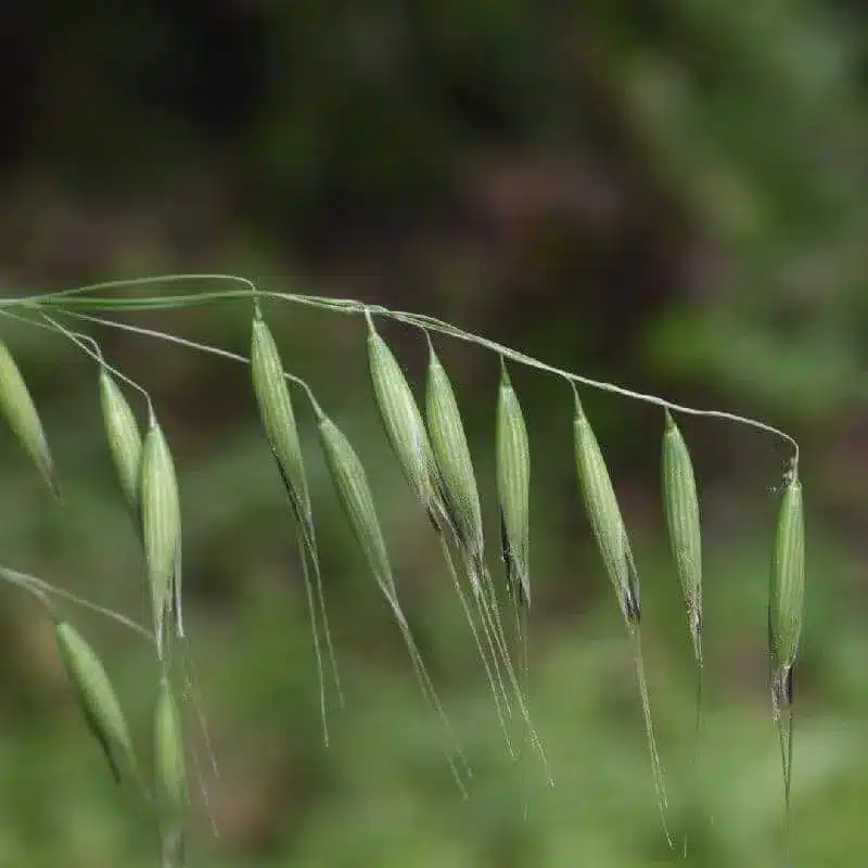 Wild Oats Wild Oats