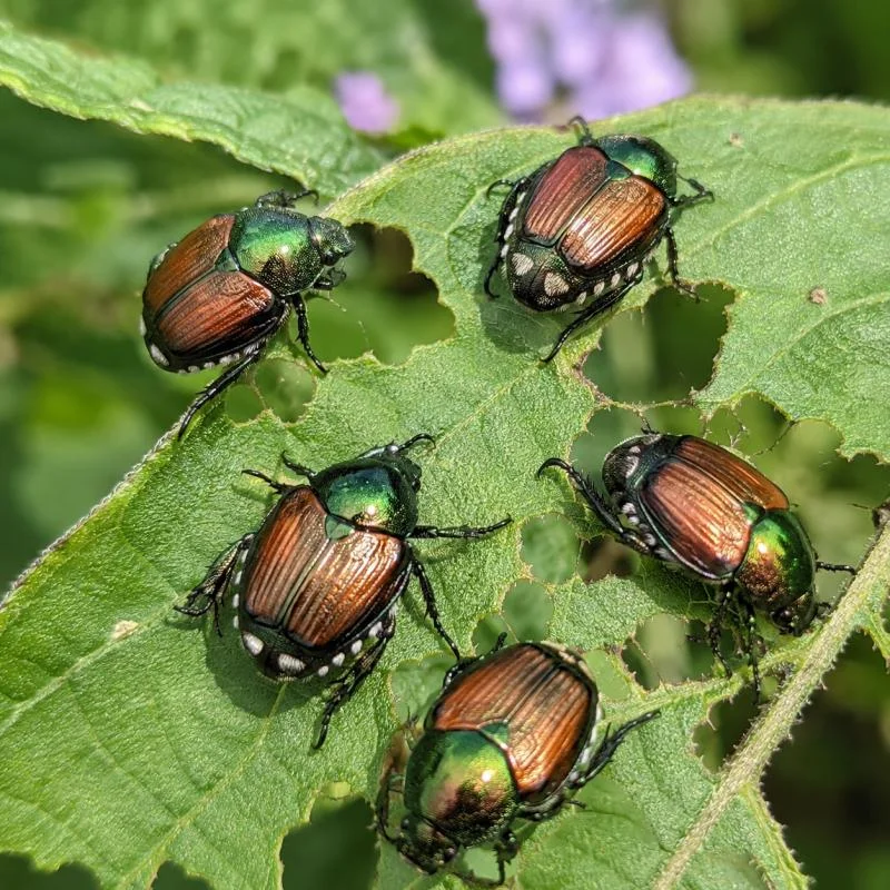 Japanese Beetles Bacillus Thuringiensis for Japanese Beetles: Strain Choice, Adult Control and Grub Control