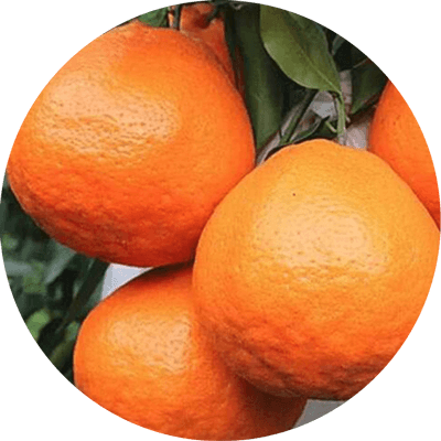 Citrus