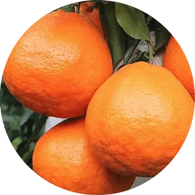 Citrus