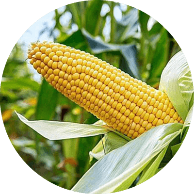 Comprehensive IPM Plan for Corn: Optimizing Pest Management Year-Round