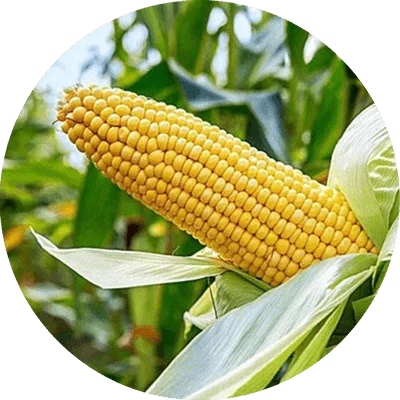 Corn