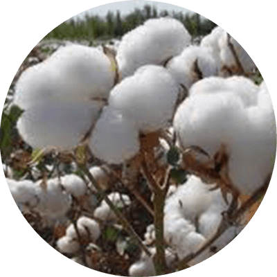 Cotton