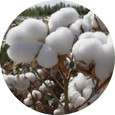 Cotton