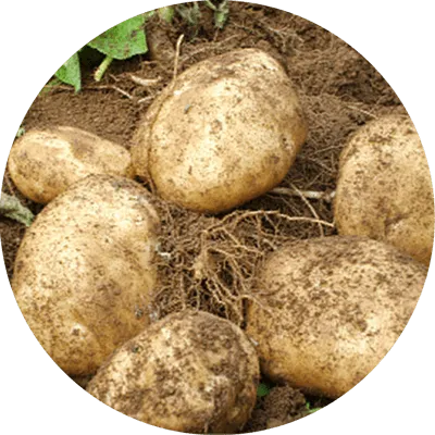 Potato