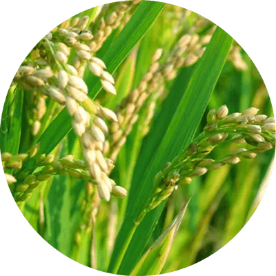 Rice
