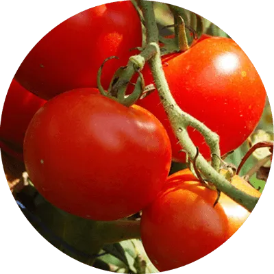 Tomato