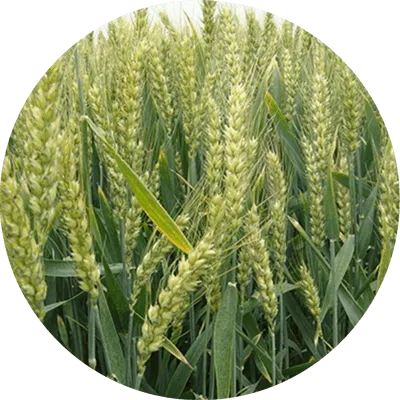 Wheat