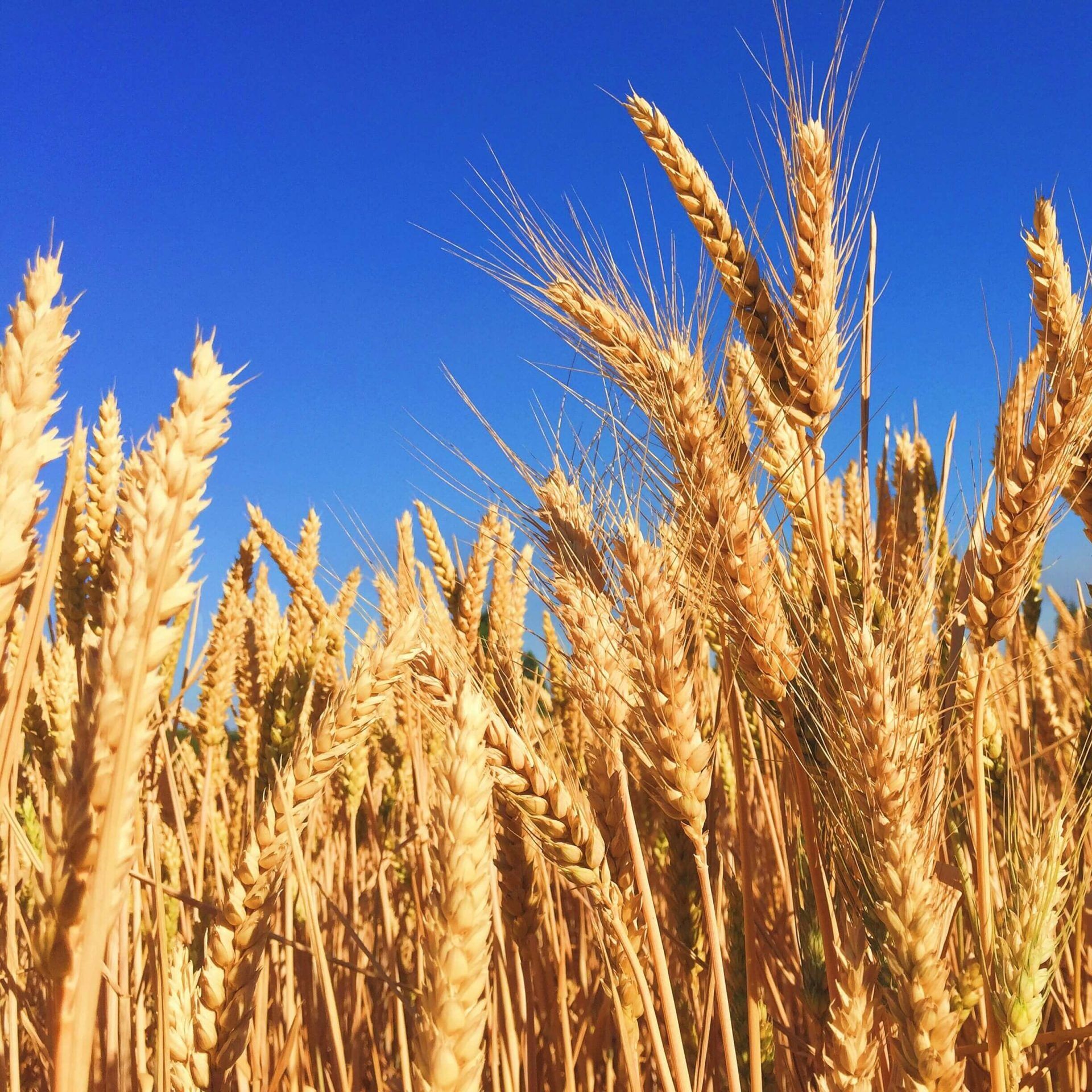 wheat