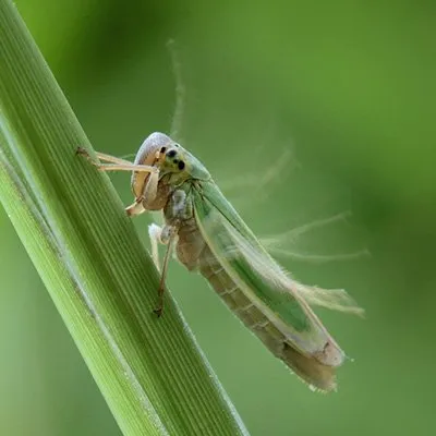 Pests Pests
