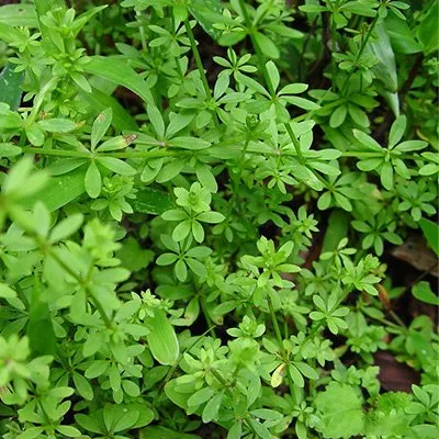 Weeds