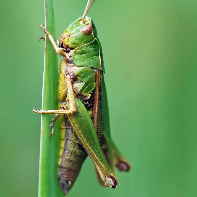 Grasshoppers