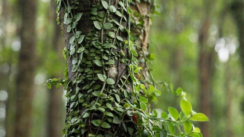 ivy04 e1742435480520 8 ivy04 e1742435480520