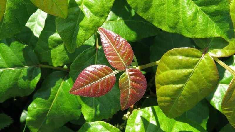 ivy07 e1742435468476 16 ivy07 e1742435468476