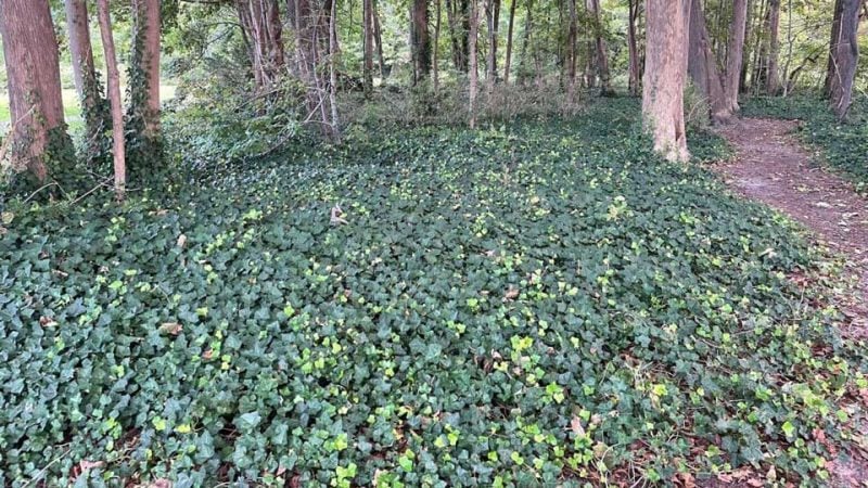 ivy11 e1742435459972 14 ivy11 e1742435459972