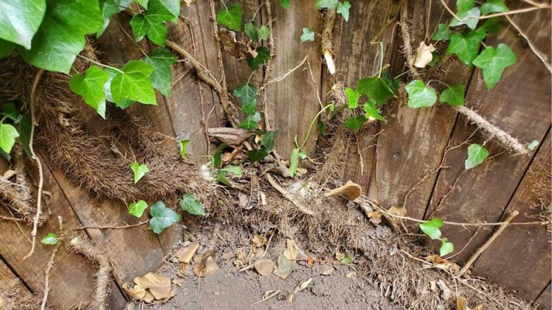 ivy13 e1742435421509 4 ivy13 e1742435421509