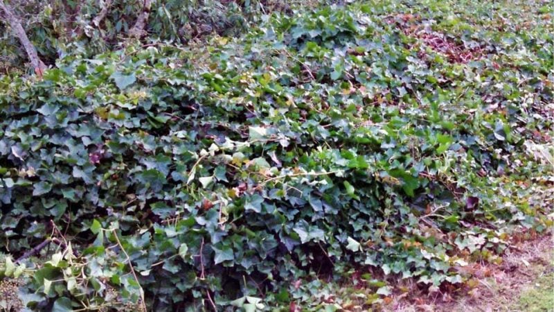 ivy14 e1742435415470 13 ivy14 e1742435415470