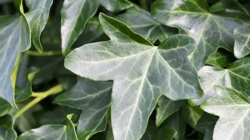 ivy21 e1742435404936 10 ivy21 e1742435404936