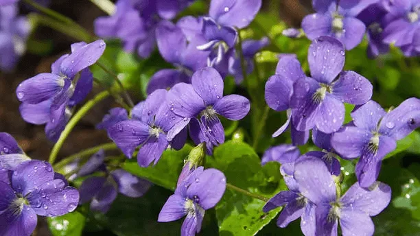 Wild Violet