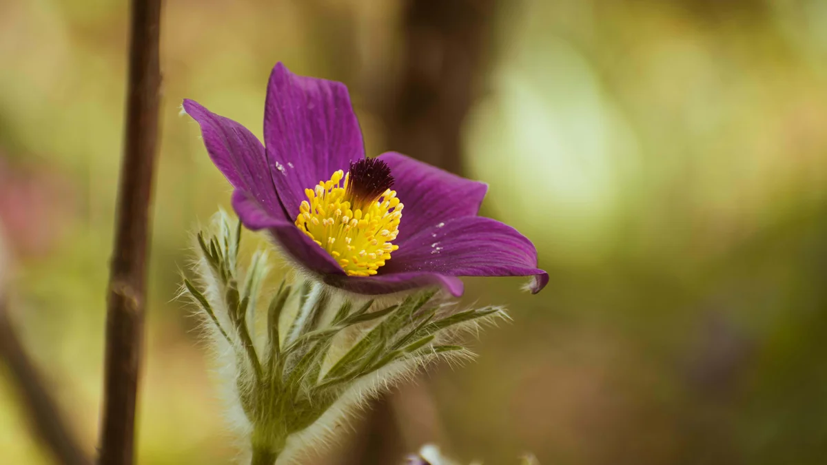 wild violet wild violet