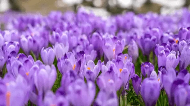 Wild Violet