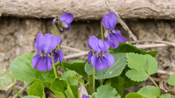 Wild Violet