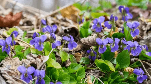 Wild Violet