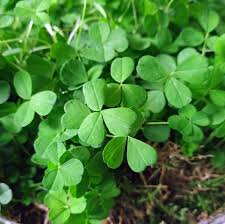 clover