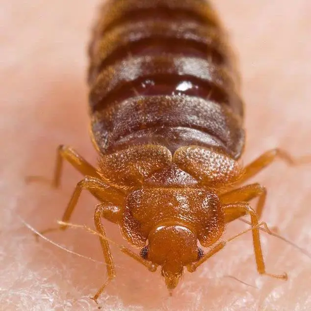 Cypermethrin Insecticide for Bed Bugs