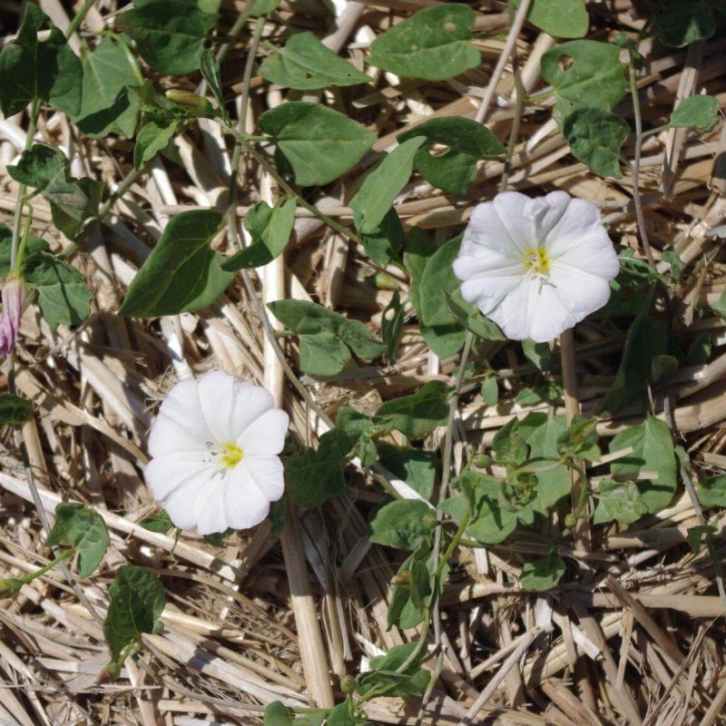 Field Bindweed Control: Quinclorac vs Picloram 11 Field Bindweed