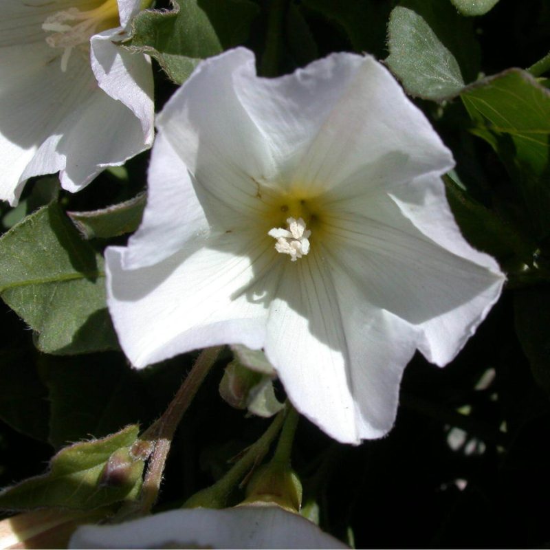 Field Bindweed Control: Quinclorac vs Picloram 10 Field Bindweed