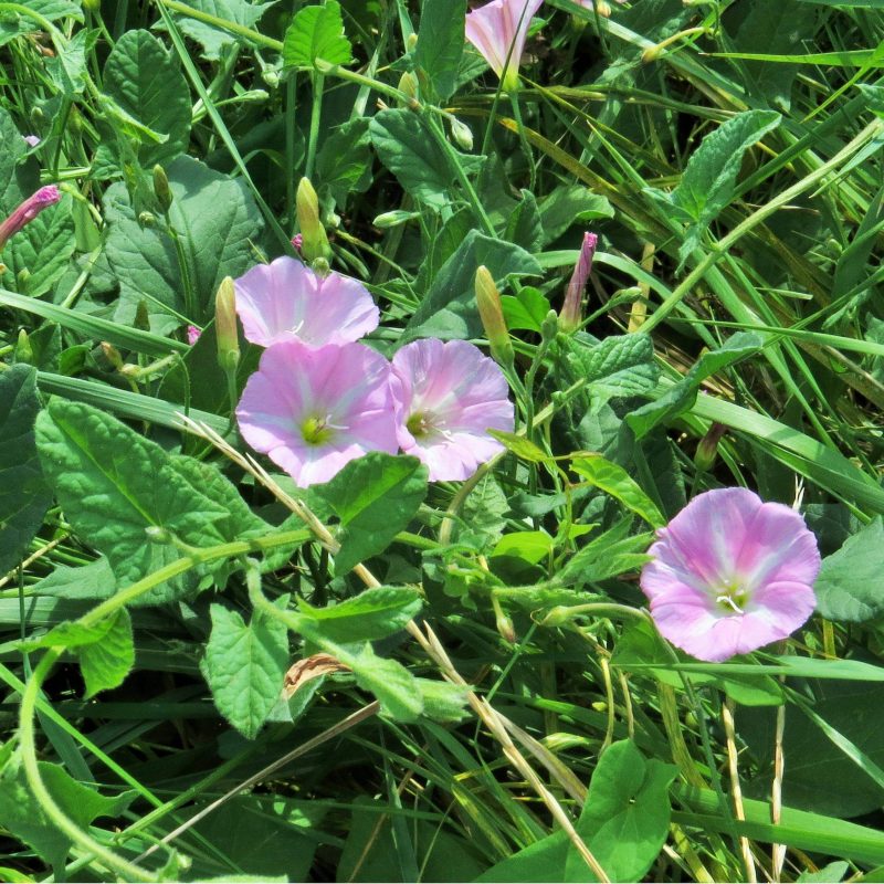 Field Bindweed Control: Quinclorac vs Picloram 9 Field Bindweed