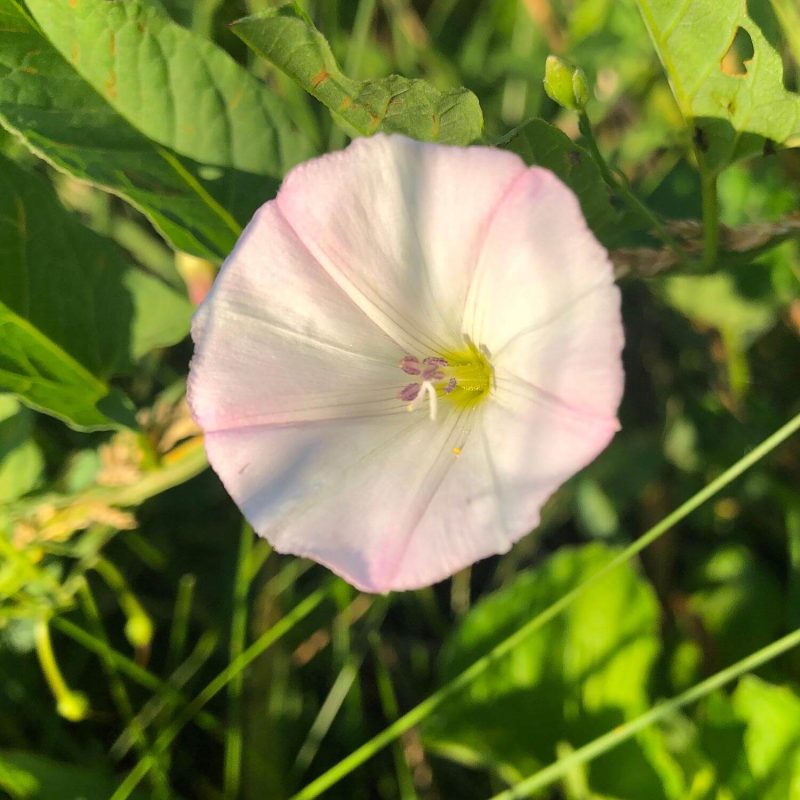 Field Bindweed Control: Quinclorac vs Picloram 8 Field Bindweed