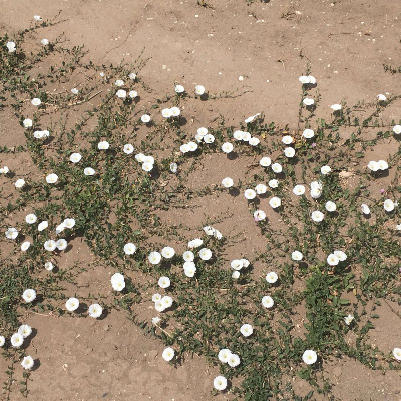 Field Bindweed