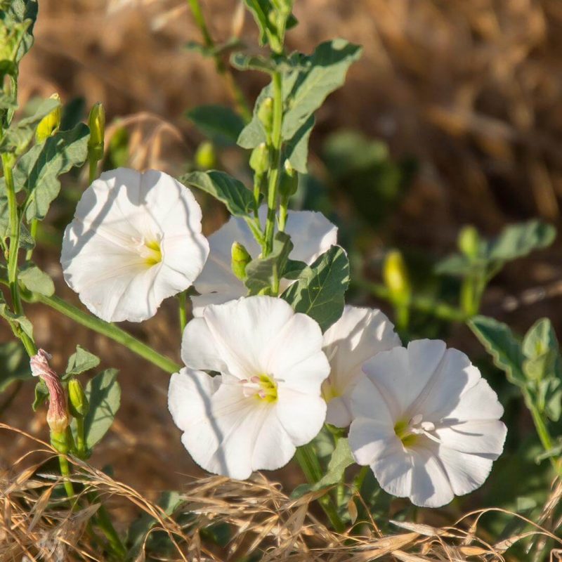 Field Bindweed Control: Quinclorac vs Picloram 18 Field Bindweed