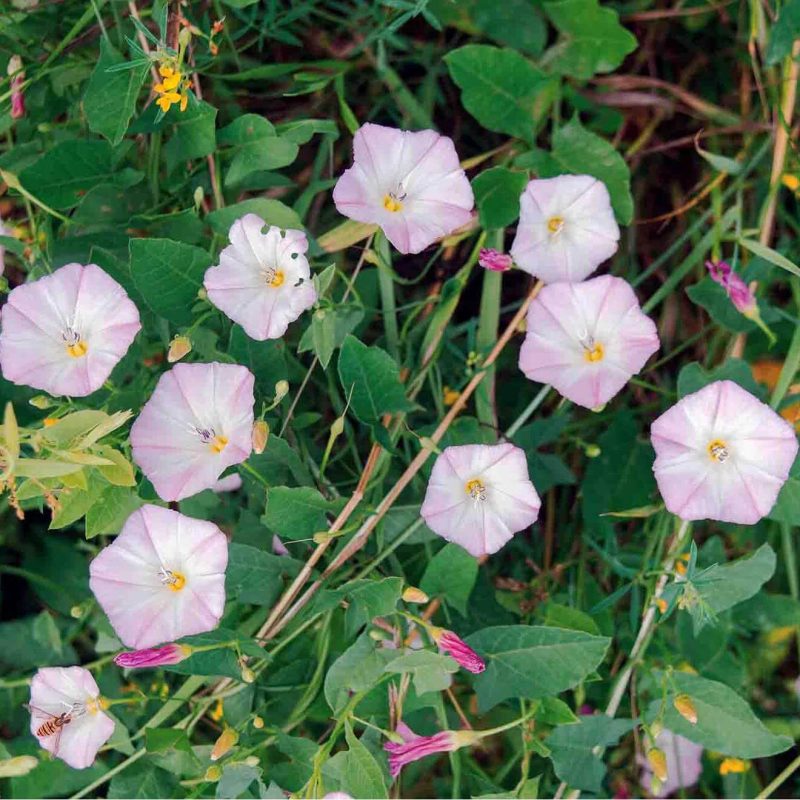 Field Bindweed Control: Quinclorac vs Picloram 19 Field Bindweed