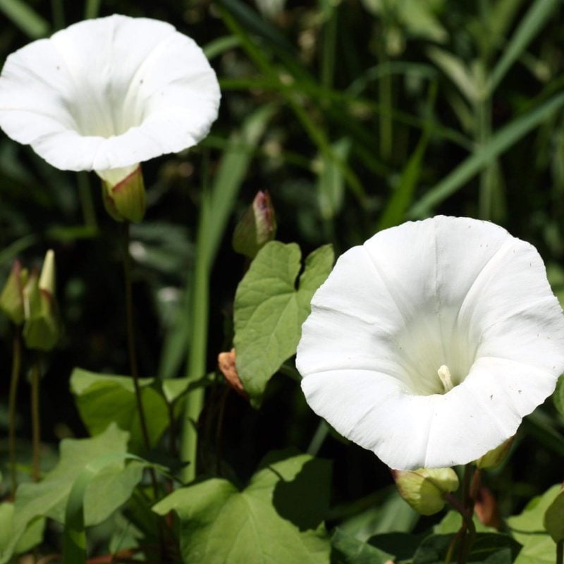 Field Bindweed Control: Quinclorac vs Picloram 17 Field Bindweed