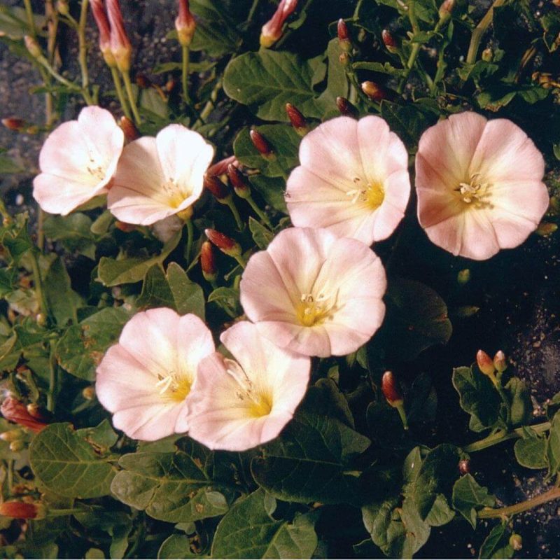 Field Bindweed Control: Quinclorac vs Picloram 16 Field Bindweed