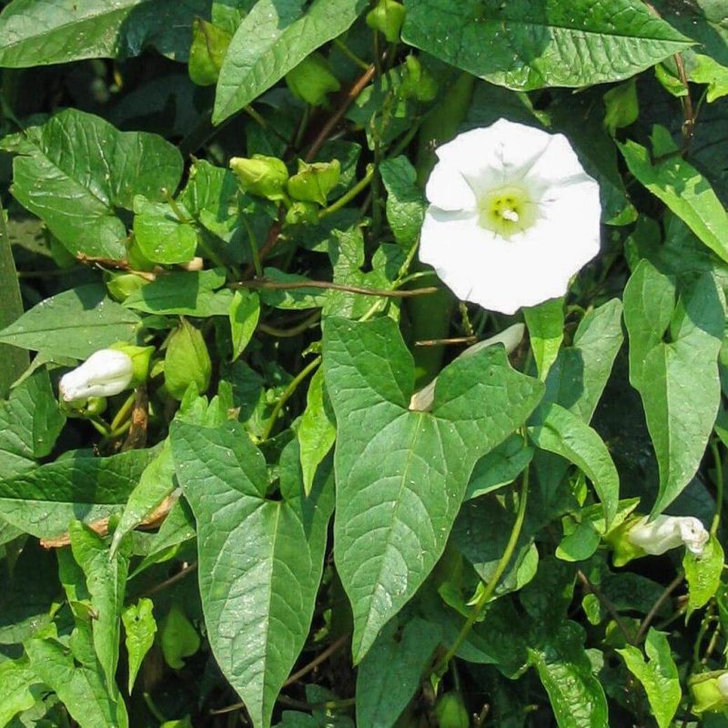 Field Bindweed Control: Quinclorac vs Picloram 15 Field Bindweed
